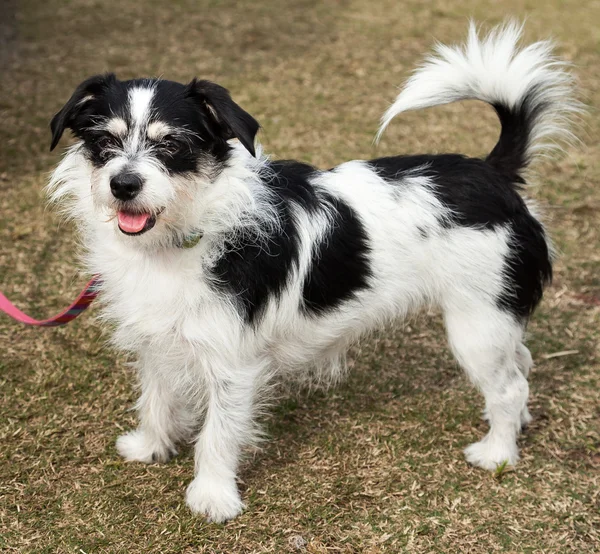 Long Haired Black and White Jack Russell Terrier Dog