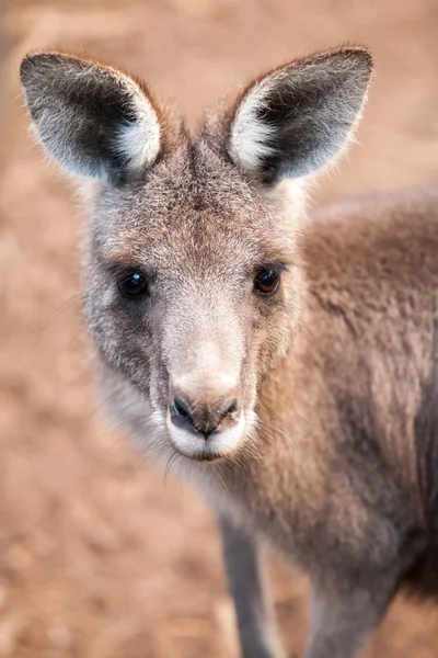 Head of Australian  Eastern Grey Kangaroo with Ears Up