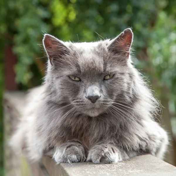 Old Long-Haired Grey Cat with Yellow Eyes on Railing
