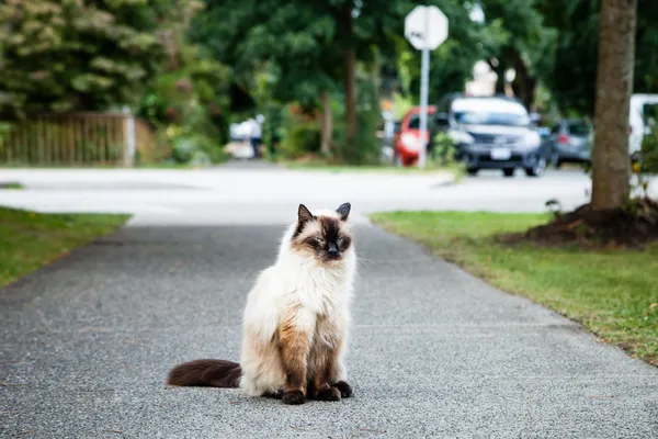 Grumpy Balinese Cat Sitting on Sidewalk near Road
