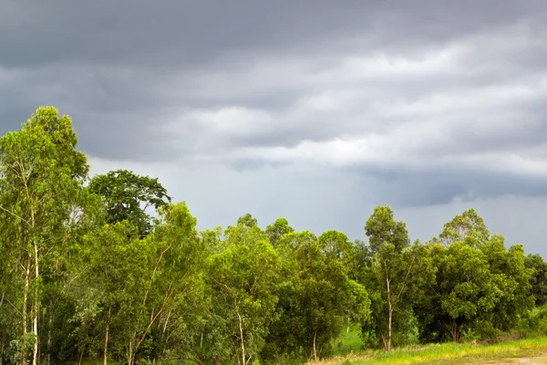 Pouring rain and dark clouds over the pasture in countryside of