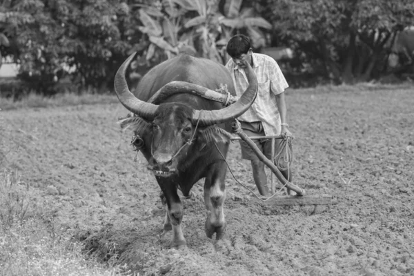 Farmer and buffalo at rice plantation