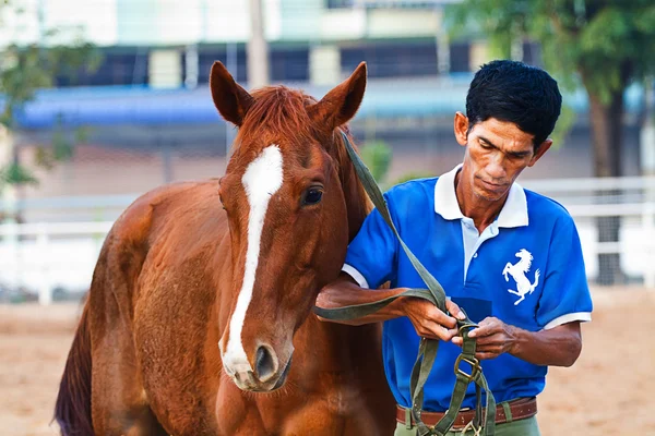 Man rider trains the horse in the riding course