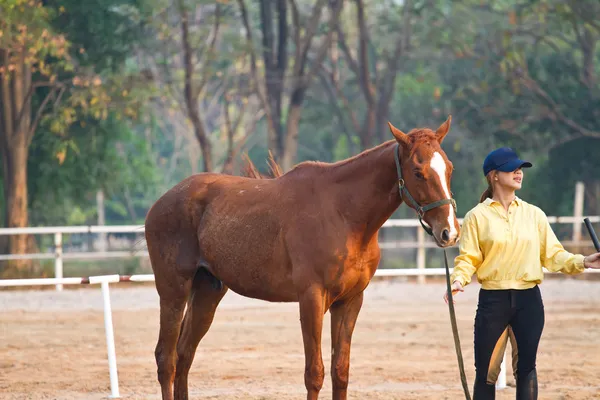 Female rider trains the horse in the riding course