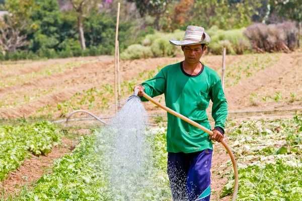 Man watering in organic vegetable garden