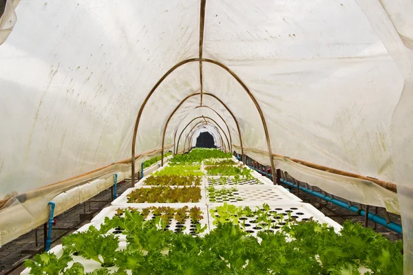 Organic vegetable farms for background.