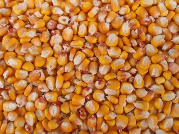 Corn kernels close-up