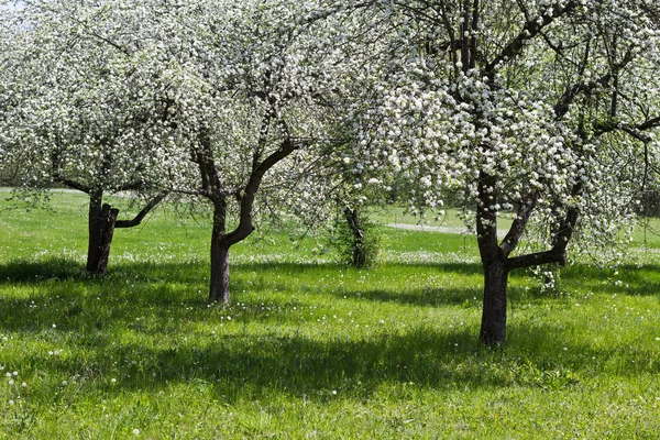 Fruits blossom