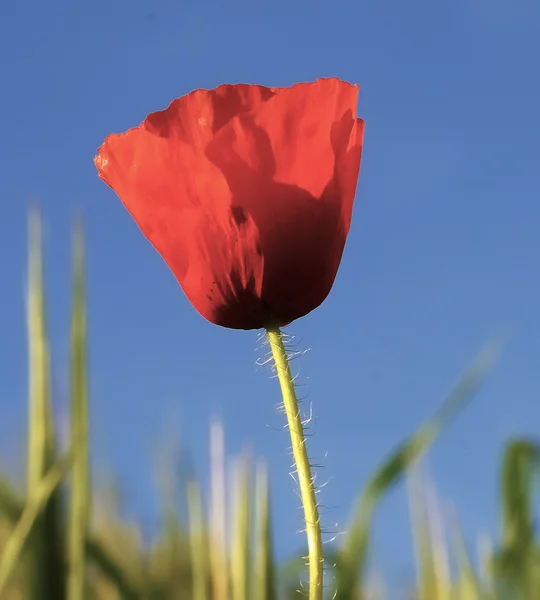 Silhouetted lone poppy on blue sky