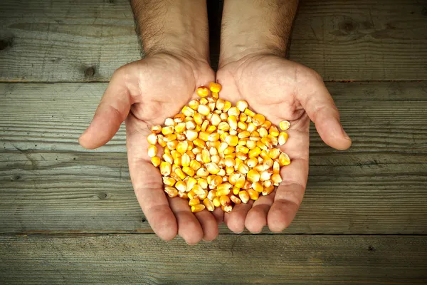 Man\'s hands holding grains of ripes dry corns