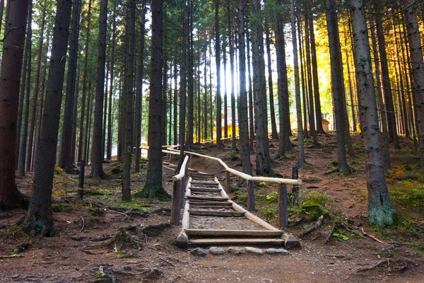 Stone road in a coniferous forest in the mountains, Tatras Mountain, Poland