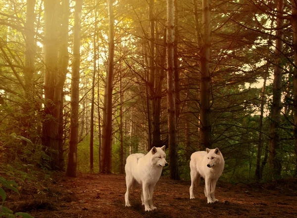 Wolves in woods