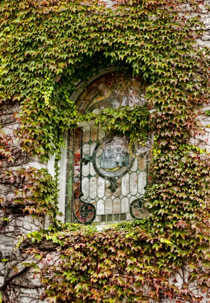 Window covered with ivy