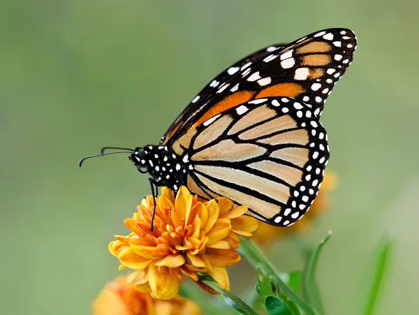 Migrating Monarch butterfly