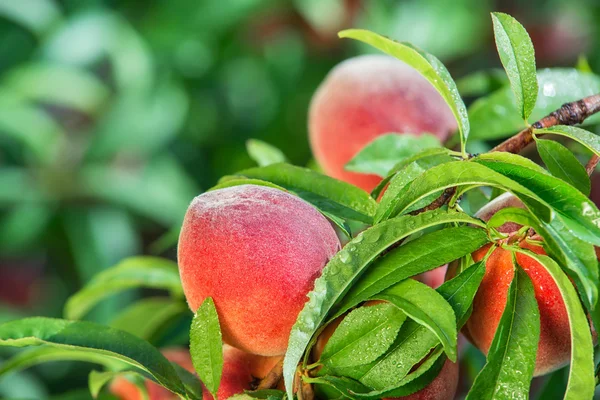 Peaches in tree after rain