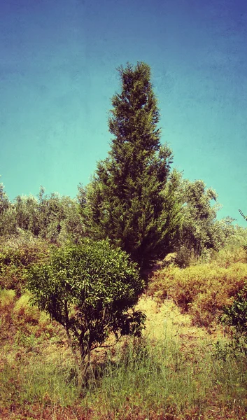 dep_12626887-Vintage-photograph-of-trees.jpg