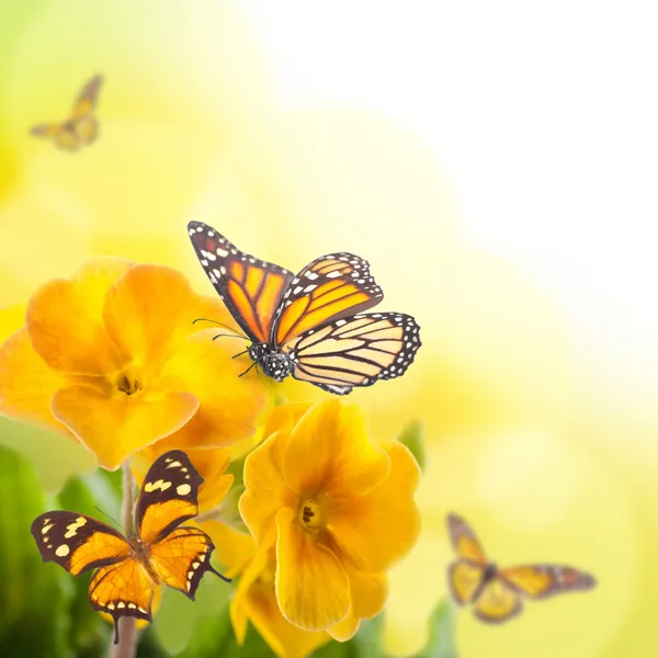 Yellow flowers and butterfly, a spring primrose