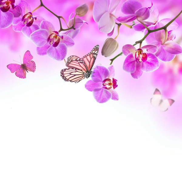 Floral background of tropical orchids and butterfly