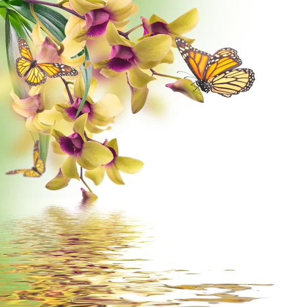 Tropical orchids and butterfly