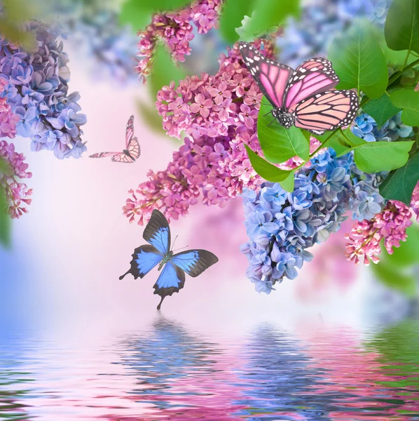 Blue and pink lilac