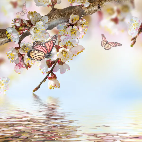 Apricot flowers with butterflies