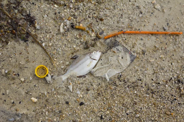 Dead fish on dirty shore, ecological problem