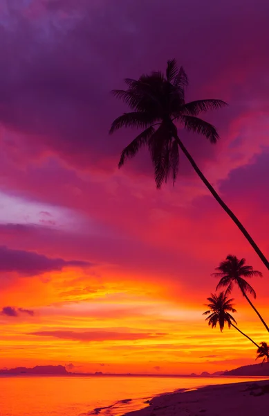 Sunset over the ocean with tropical palm trees silhouette vertical panorama