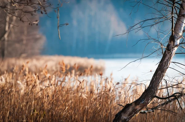 Beautiful scene of fall with birch in foreground.