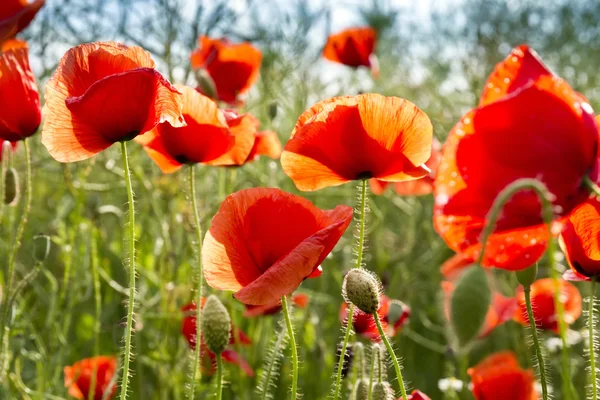 Field of Corn or Red Poppy Flowers