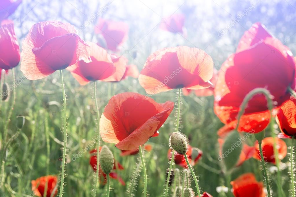 depositphotos_51642237-Field-of-Red-Poppy-Flowers.jpg