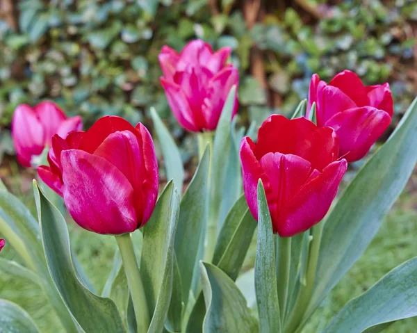 Red tulips bunch