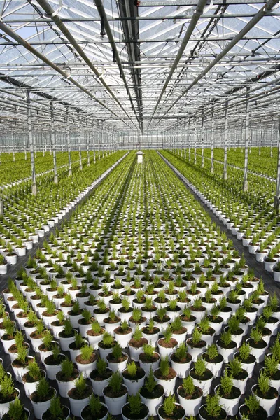 Greenhouse Conifers