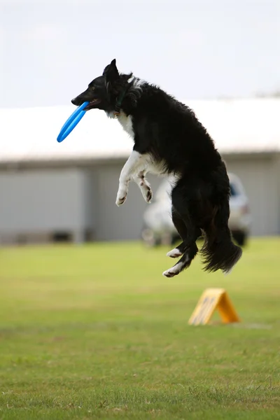 Dog Jumps And Catches Frisbee In Mouth