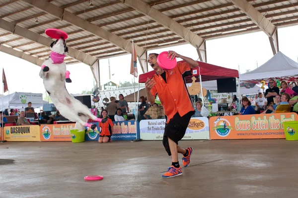 Dog Jumps High To Catch Frisbee In Canine Show