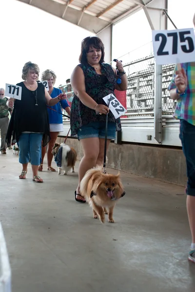 Contestants Parade Their Dogs For Judging At Dog Festival