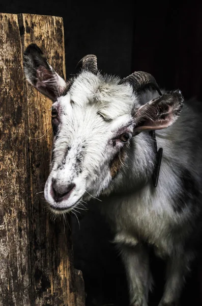 Gray smiling goat