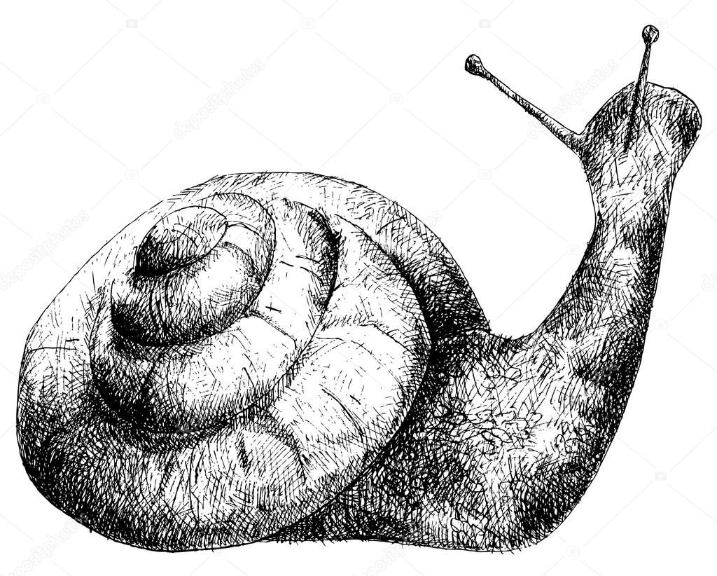 Detailed snail pencil drawing style, vector — Stock Vector © shooarts