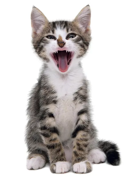 Gray striped kitten with shock grimace