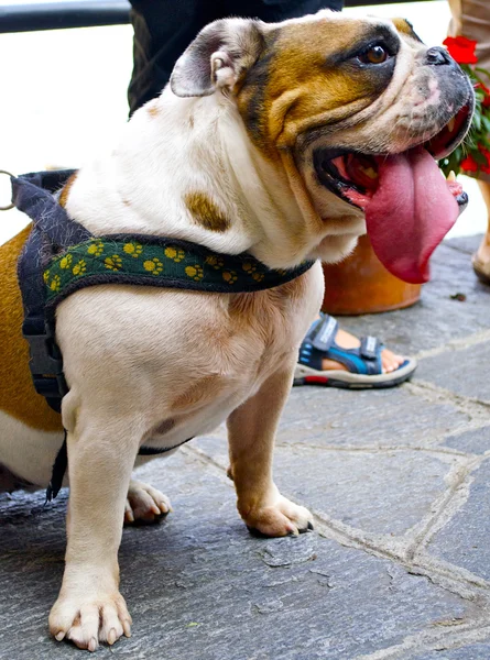 Bulldog with a long tongue