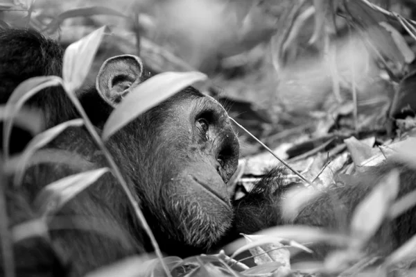 Cute gorilla on the ground in black and white