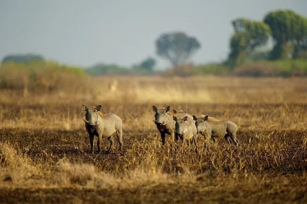 Flock of the wild hogs in Africa