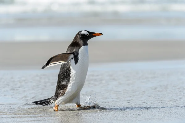 Gentoo penguin poses. — Stock Photo #18554907