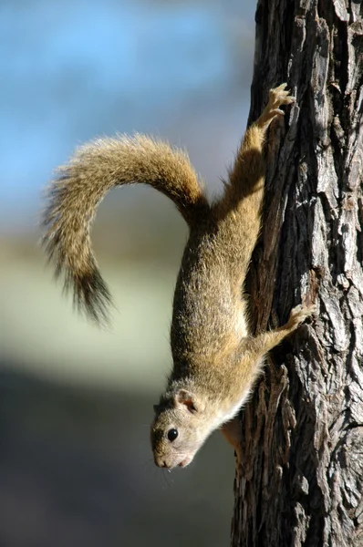 Tree Squirrel.
