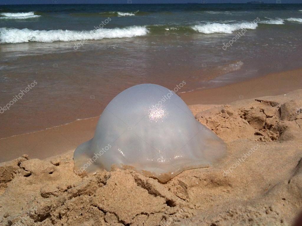 Jellyfish on the sand at the beach — Stock Photo © Flik47 16307707