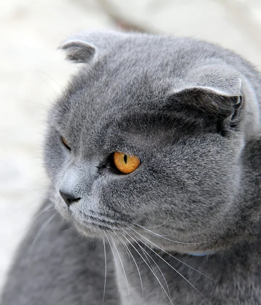 Portrait of a gray wide-eyed cat