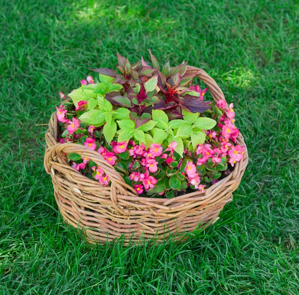 Beautiful basket of flowers in the garden landscape