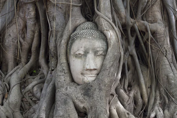 Buddha heads in the tree root Wat Mahathat,Thailand