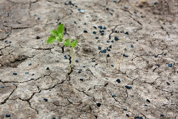 Cracked dry ground with single plant