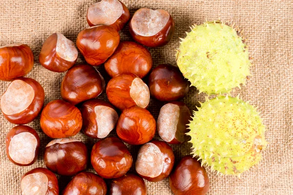 Fresh edible sweet chestnuts