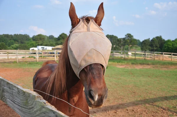 Horse with flymask